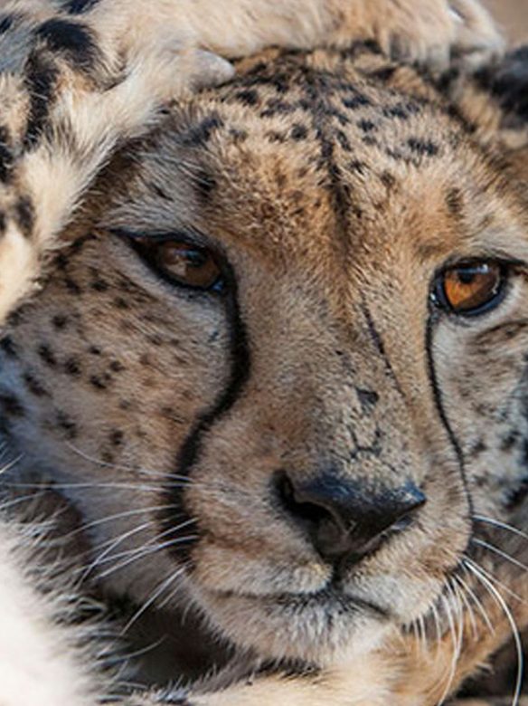 Cheetah